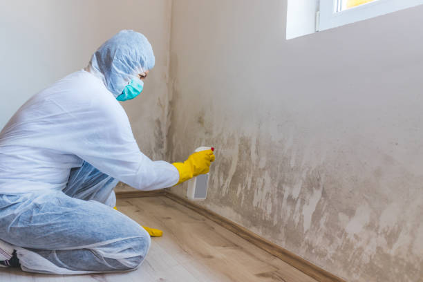 Licensed Mold Testing service in Georgetown, MA - WQB Mold Removal