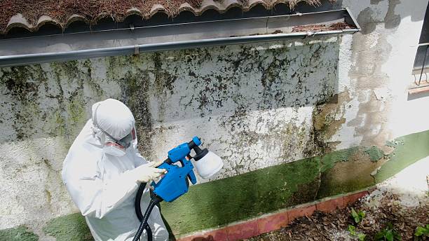 Top rated local Mold Testing specialists in Georgetown, MA